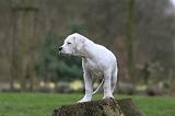 DOGUE ARGENTIN 259